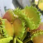 おべんべんの画像
