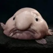 Yの画像