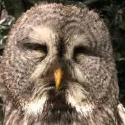 しまDの画像