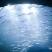 しずくの画像
