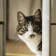 かしゅーなっつの画像