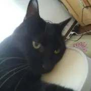 coolcatの画像