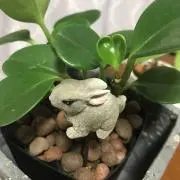 yumiの画像