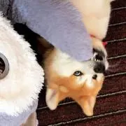 あきたこまち