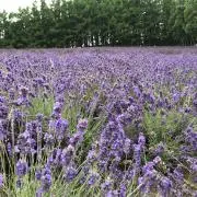 D.Lコレクター Ｈ.Ｋの画像