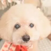 yasagonの画像