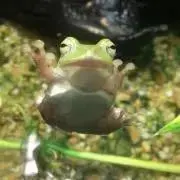 カエルトレードの画像