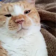 Rinの画像
