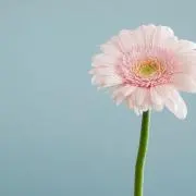 26の画像