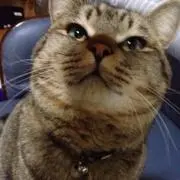 野良猫✨