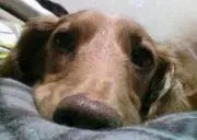 ななの画像