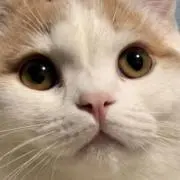 ワカ