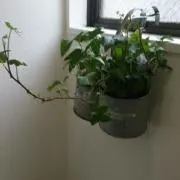 アイビー