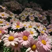 mamiの画像