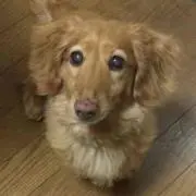 くぅーやんの画像