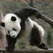 バンブー竹