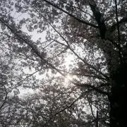 チャマ