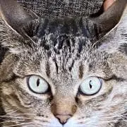 さか那の画像
