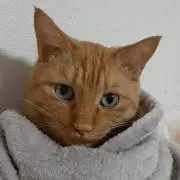 ちゃとらの画像