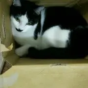 ぶーちゃん