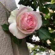 Kae