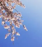 imperialの画像