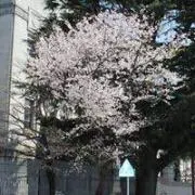 リンクスの画像