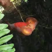 あさむの画像