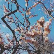 nananaの画像