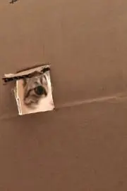 ジャンヌの画像