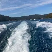 コーラ