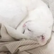 折乃の画像