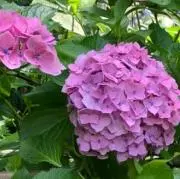 M☆PINKの画像