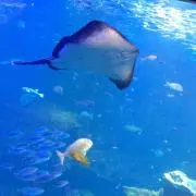 ひ。の画像
