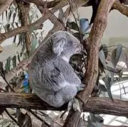 エブリィの画像