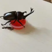 はちみつ