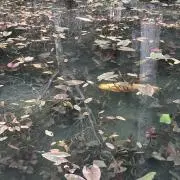 かなの画像