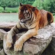 シゲ子の画像