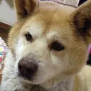 チョコさん