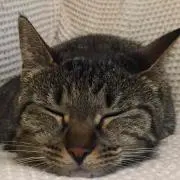 amiの画像