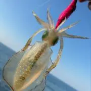アオリ