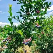 mint23の画像