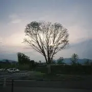 niitaの画像