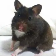 ひじき