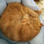 あみの画像
