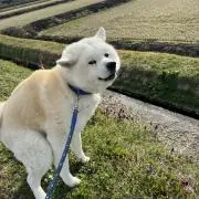 あたんの画像