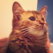 ぽにょの画像