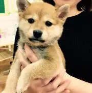 ゆいの画像