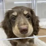 まの画像
