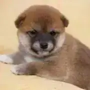 T☆